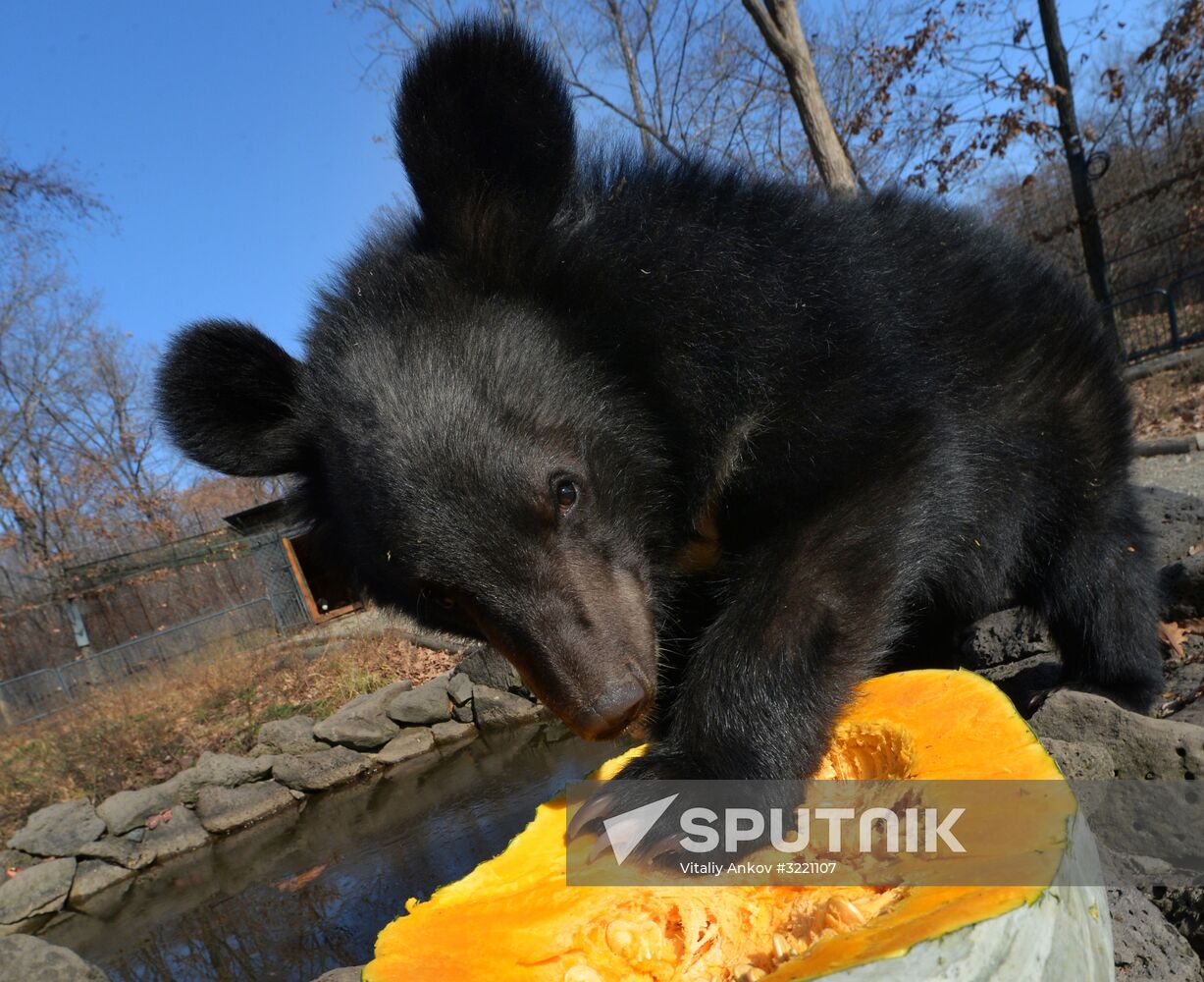 Asian black bears at Primorye Territory Safari Park
