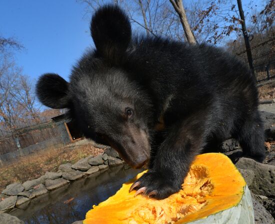 Asian black bears at Primorye Territory Safari Park