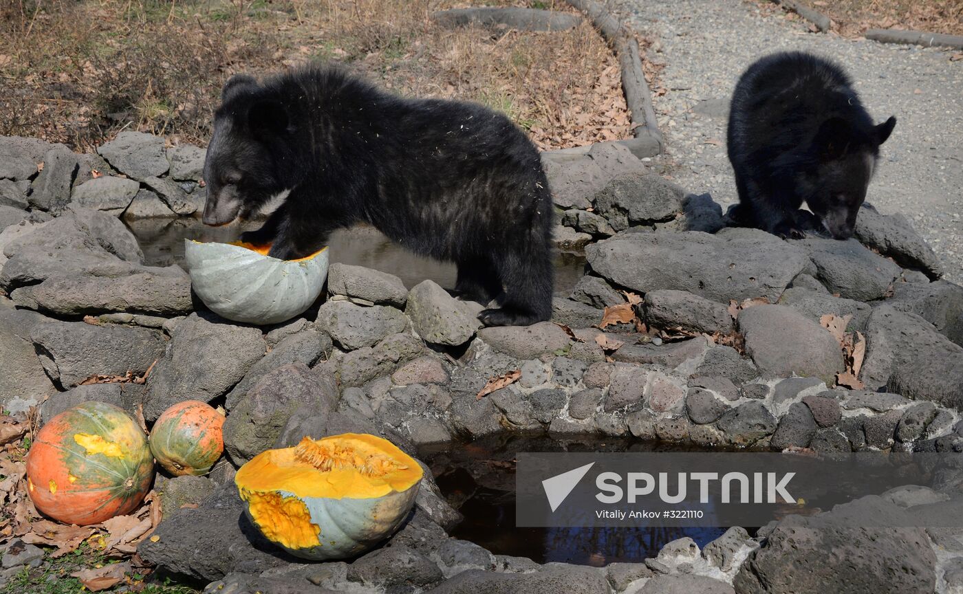 Asian black bears at Primorye Territory Safari Park