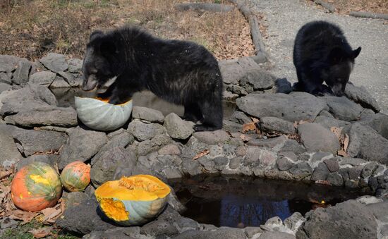 Asian black bears at Primorye Territory Safari Park