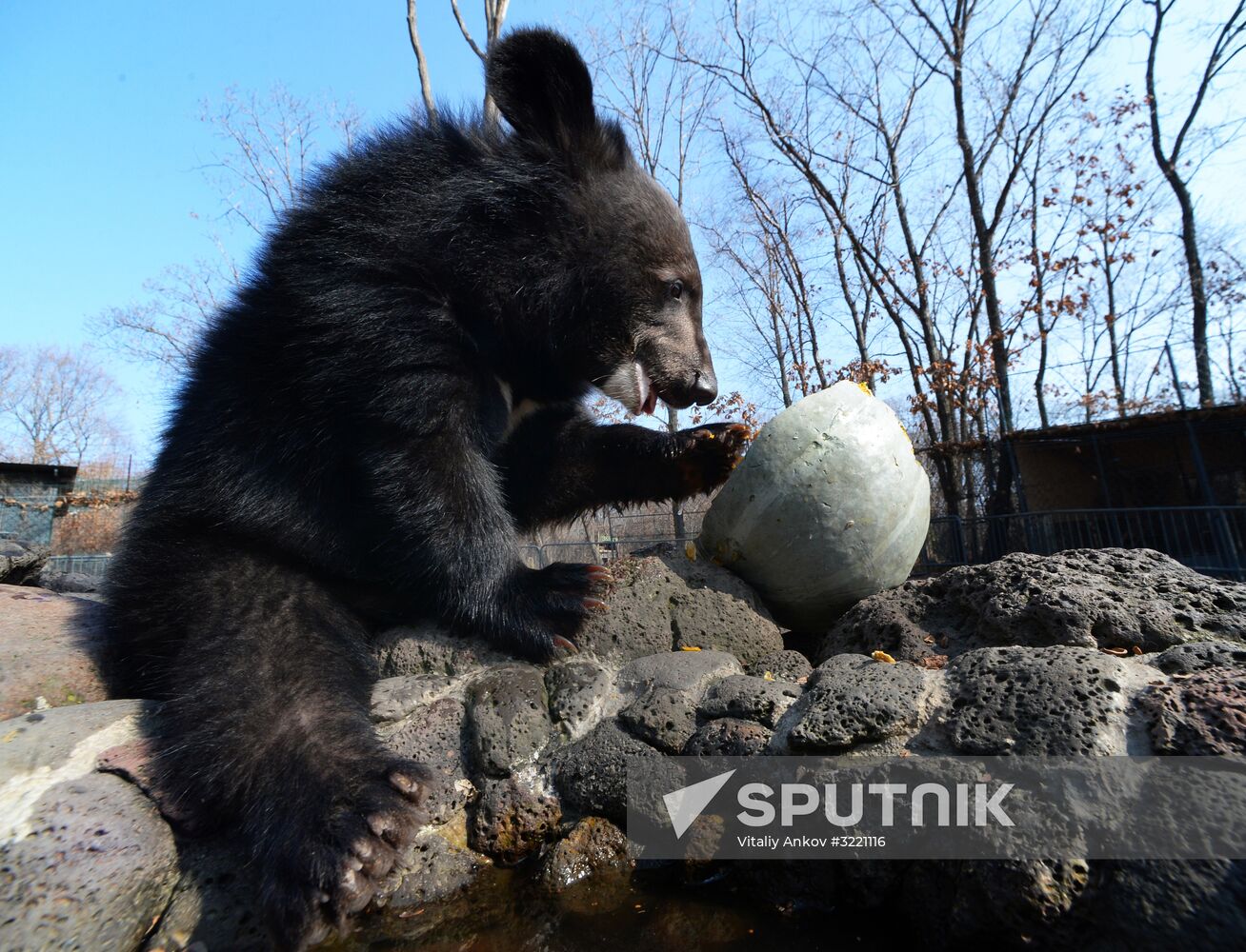Asian black bears at Primorye Territory Safari Park