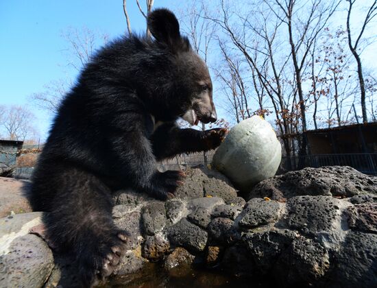 Asian black bears at Primorye Territory Safari Park