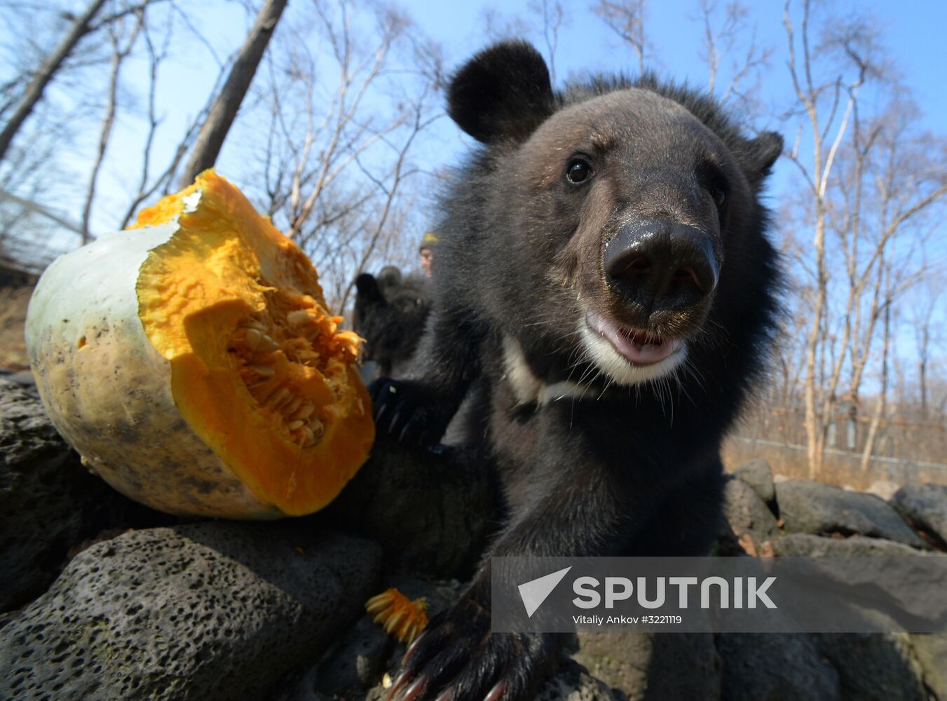 Asian black bears at Primorye Territory Safari Park
