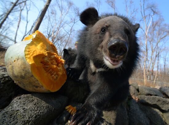 Asian black bears at Primorye Territory Safari Park