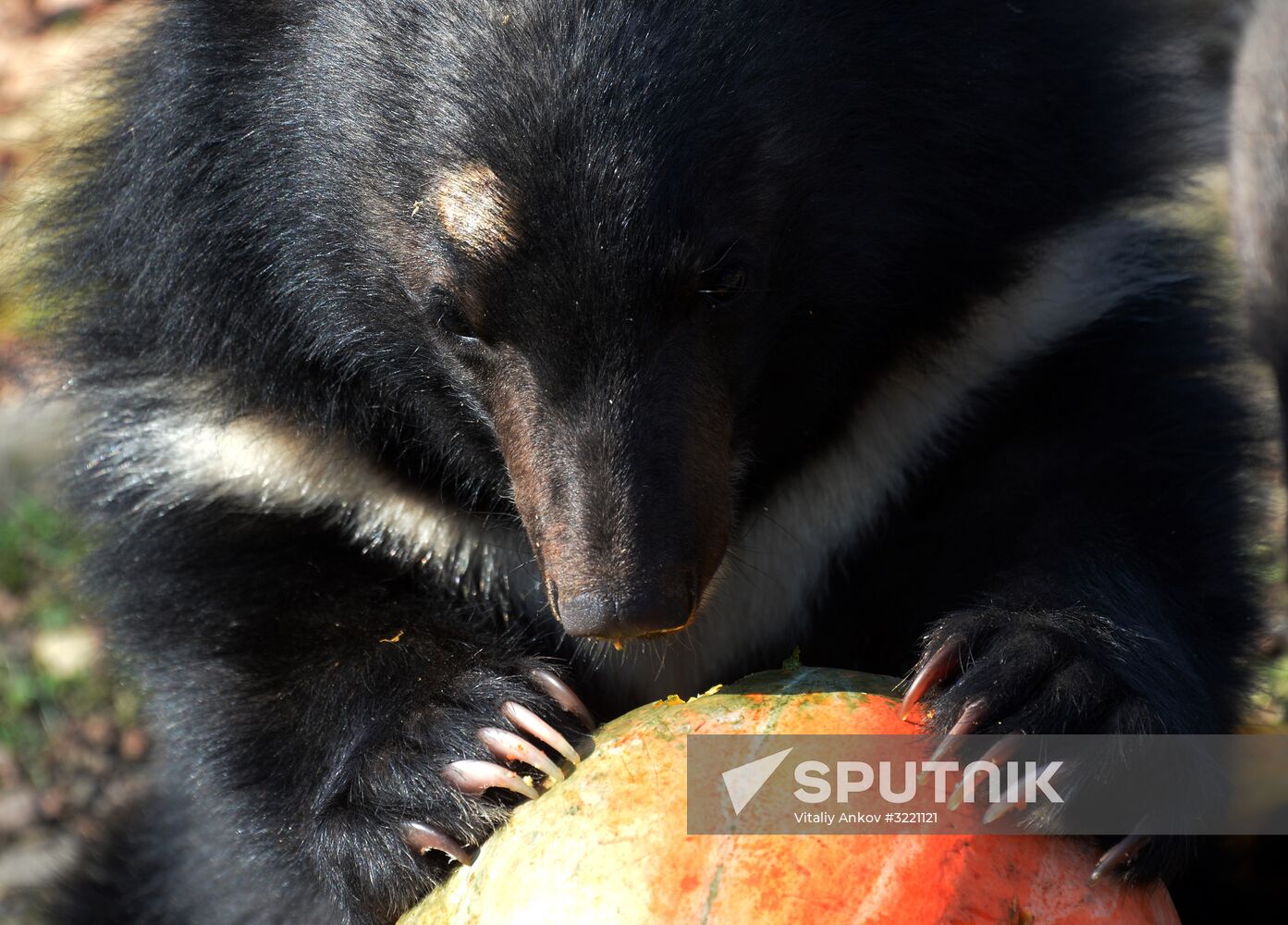 Asian black bears at Primorye Territory Safari Park