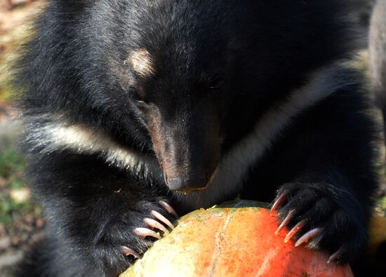 Asian black bears at Primorye Territory Safari Park