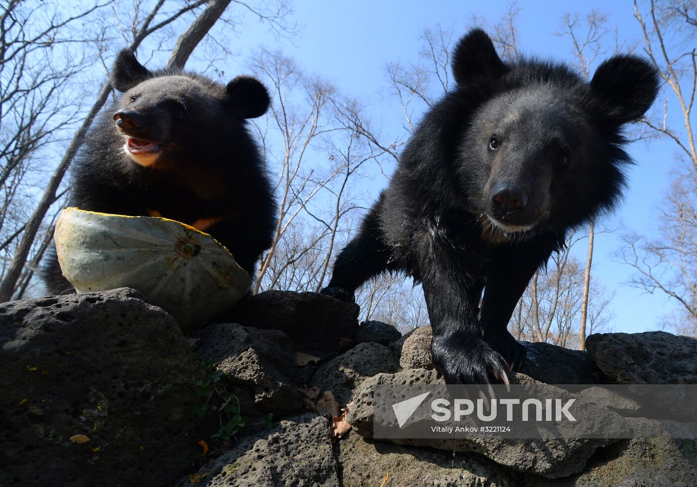 Asian black bears at Primorye Territory Safari Park