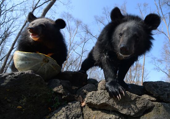 Asian black bears at Primorye Territory Safari Park
