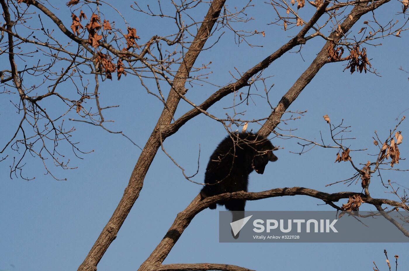 Asian black bears at Primorye Territory Safari Park