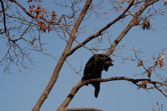 Asian black bears at Primorye Territory Safari Park