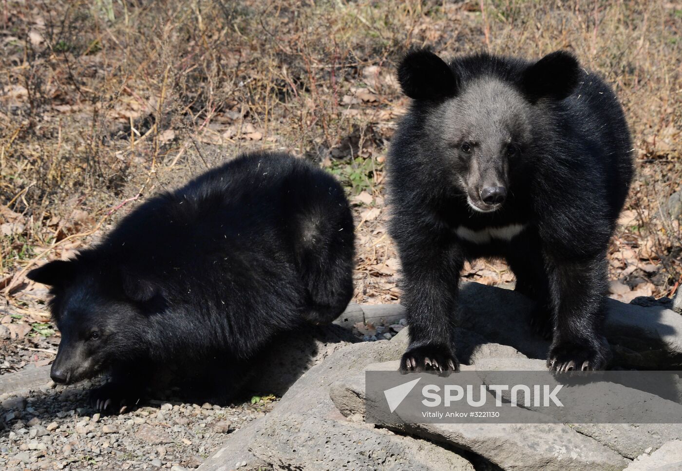 Asian black bears at Primorye Territory Safari Park