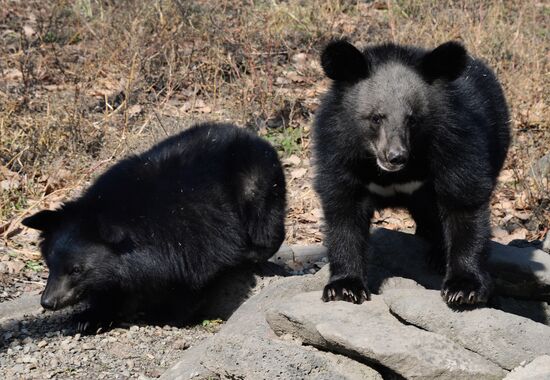 Asian black bears at Primorye Territory Safari Park