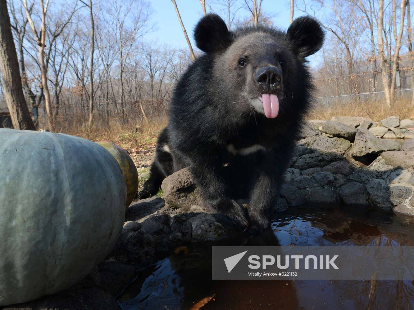 Asian black bears at Primorye Territory Safari Park