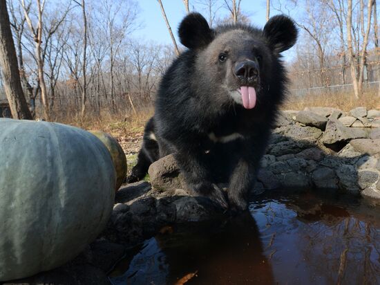 Asian black bears at Primorye Territory Safari Park