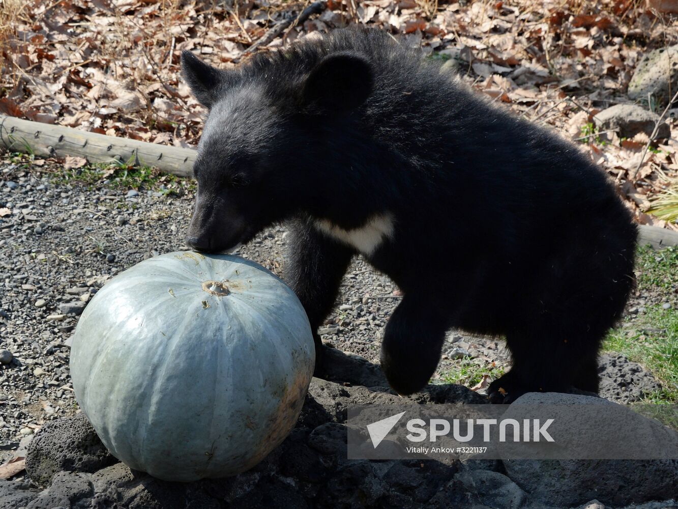 Asian black bears at Primorye Territory Safari Park