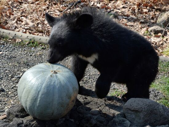 Asian black bears at Primorye Territory Safari Park