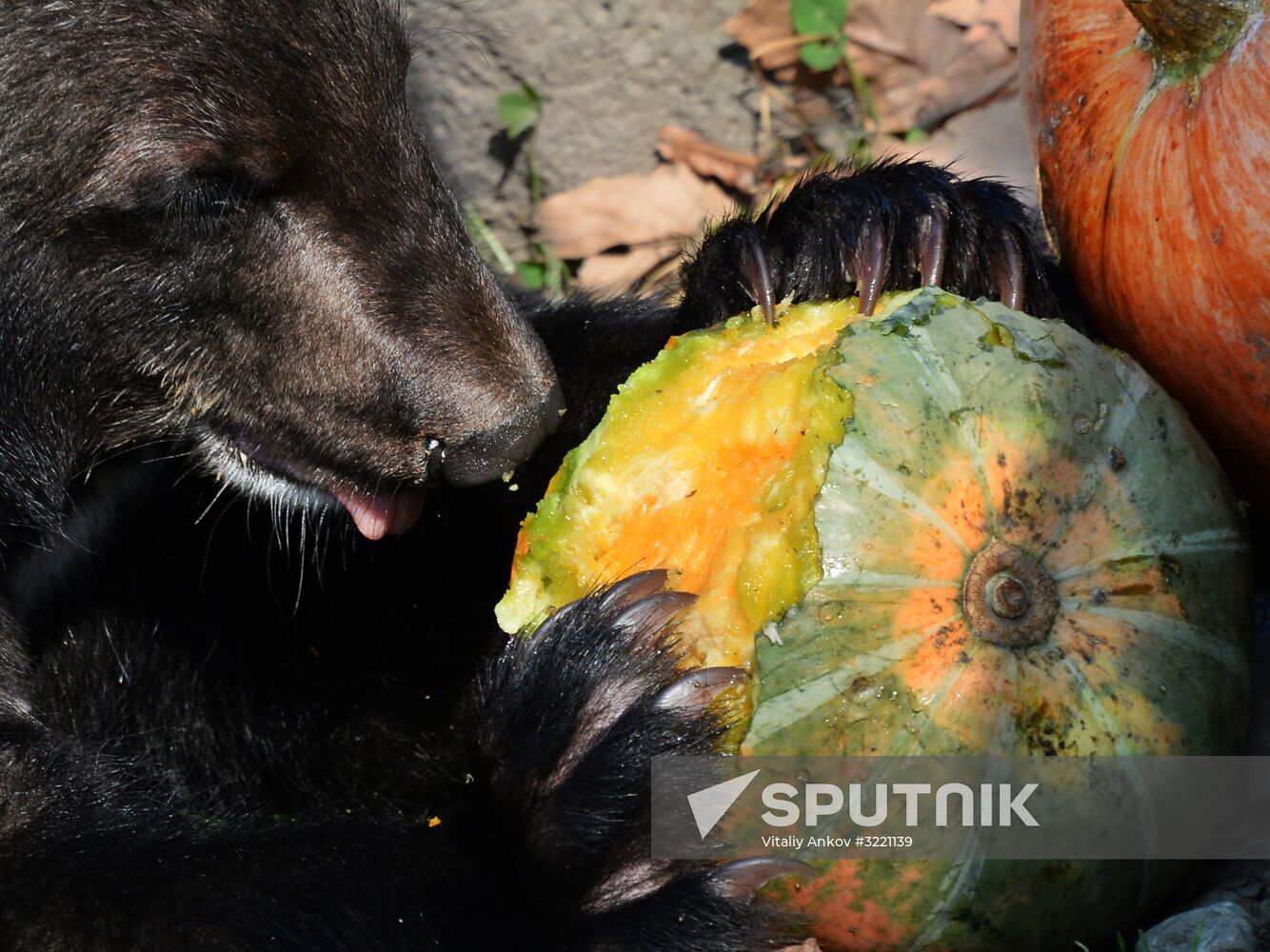 Asian black bears at Primorye Territory Safari Park