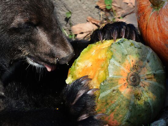 Asian black bears at Primorye Territory Safari Park