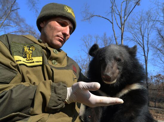 Asian black bears at Primorye Territory Safari Park
