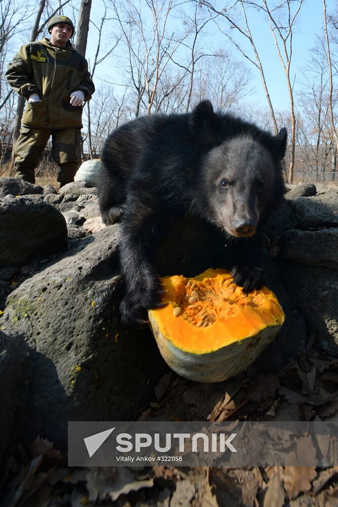 Asian black bears at Primorye Territory Safari Park