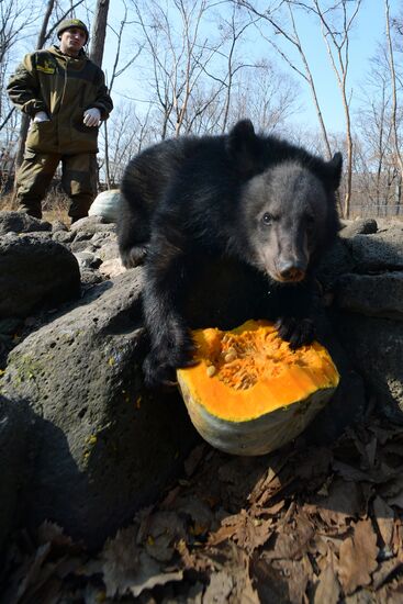Asian black bears at Primorye Territory Safari Park