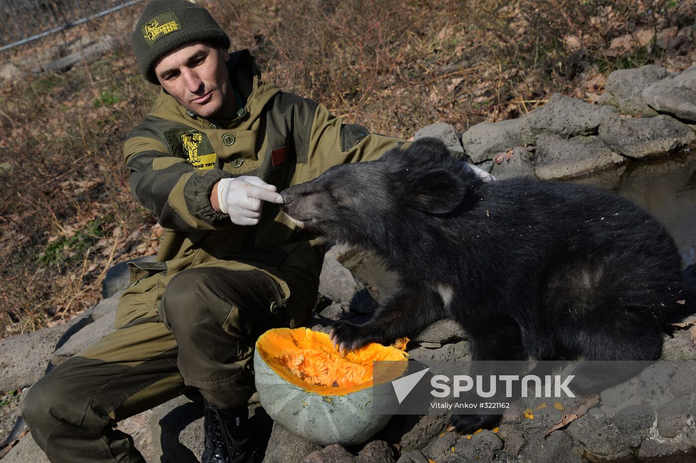 Asian black bears at Primorye Territory Safari Park