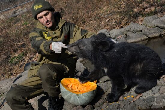 Asian black bears at Primorye Territory Safari Park