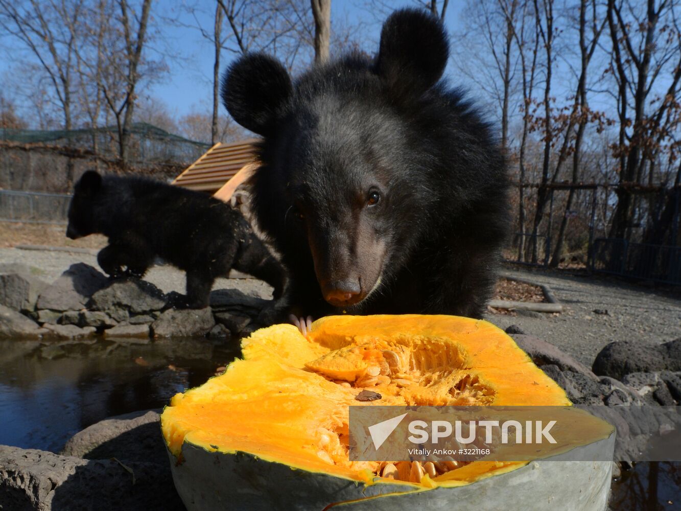 Asian black bears at Primorye Territory Safari Park