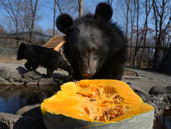 Asian black bears at Primorye Territory Safari Park
