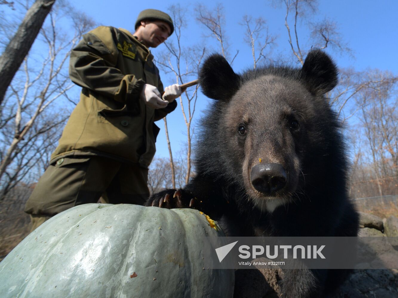 Asian black bears at Primorye Territory Safari Park