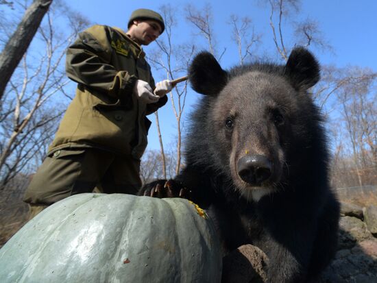 Asian black bears at Primorye Territory Safari Park