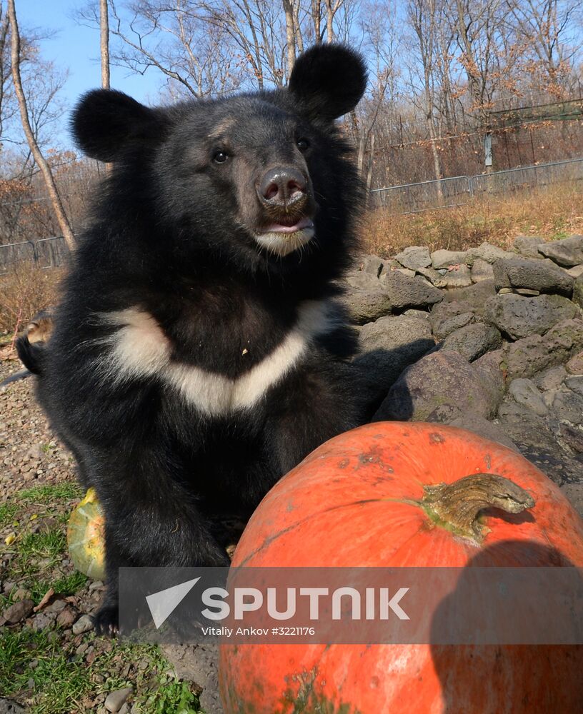 Asian black bears at Primorye Territory Safari Park
