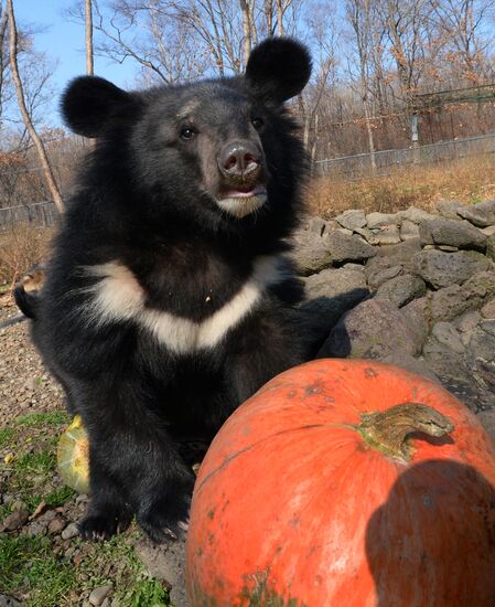 Asian black bears at Primorye Territory Safari Park