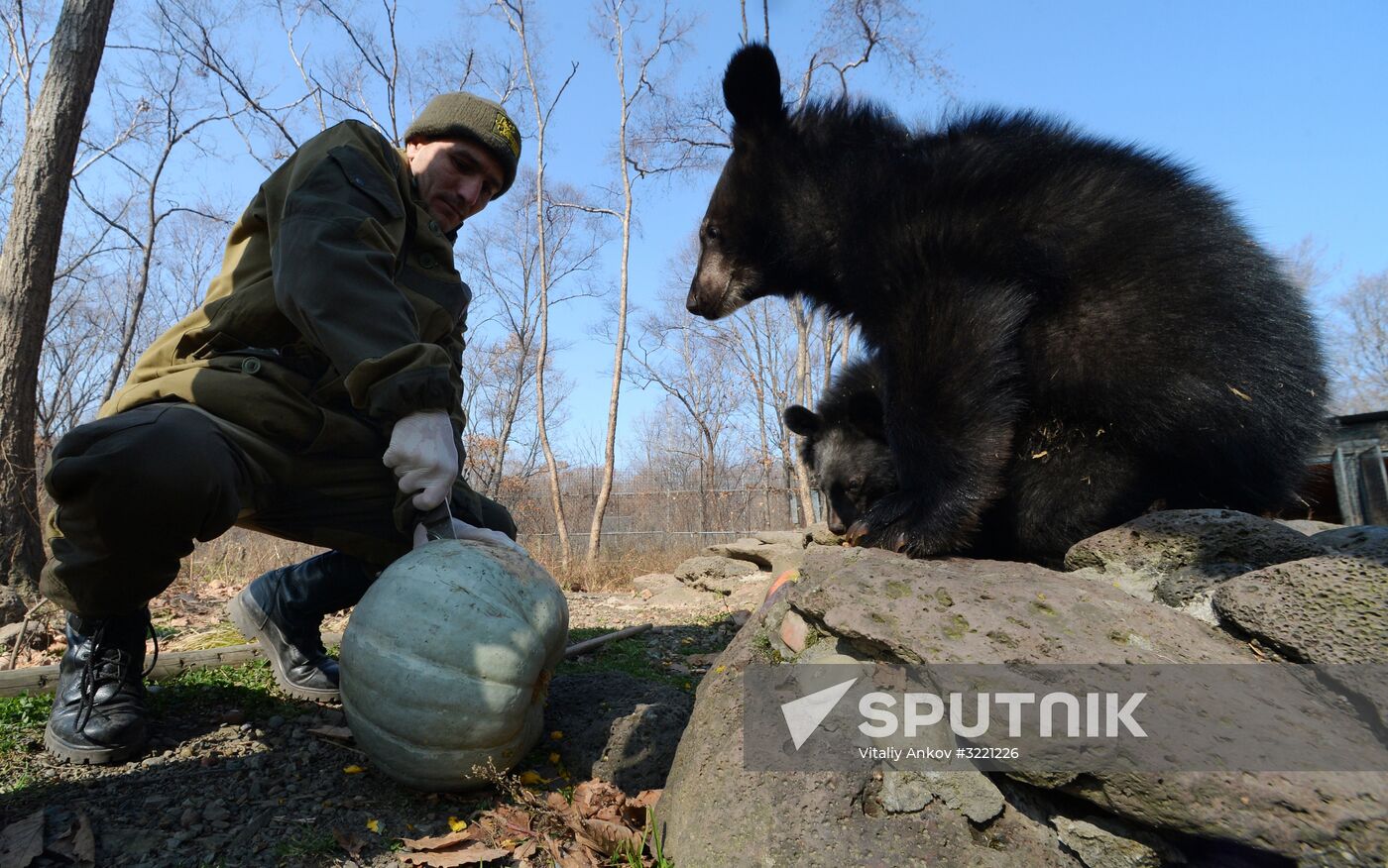 Asian black bears at Primorye Territory Safari Park