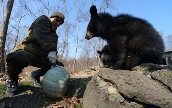 Asian black bears at Primorye Territory Safari Park