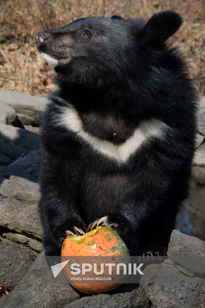 Asian black bears at Primorye Territory Safari Park