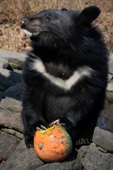 Asian black bears at Primorye Territory Safari Park