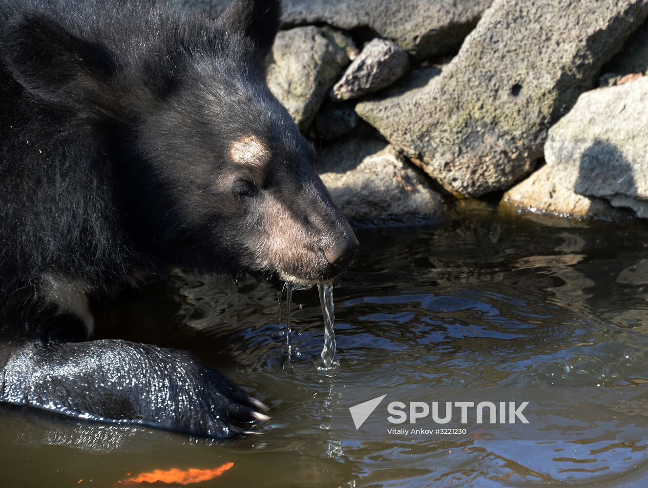 Asian black bears at Primorye Territory Safari Park