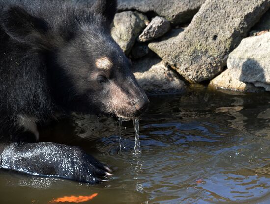 Asian black bears at Primorye Territory Safari Park