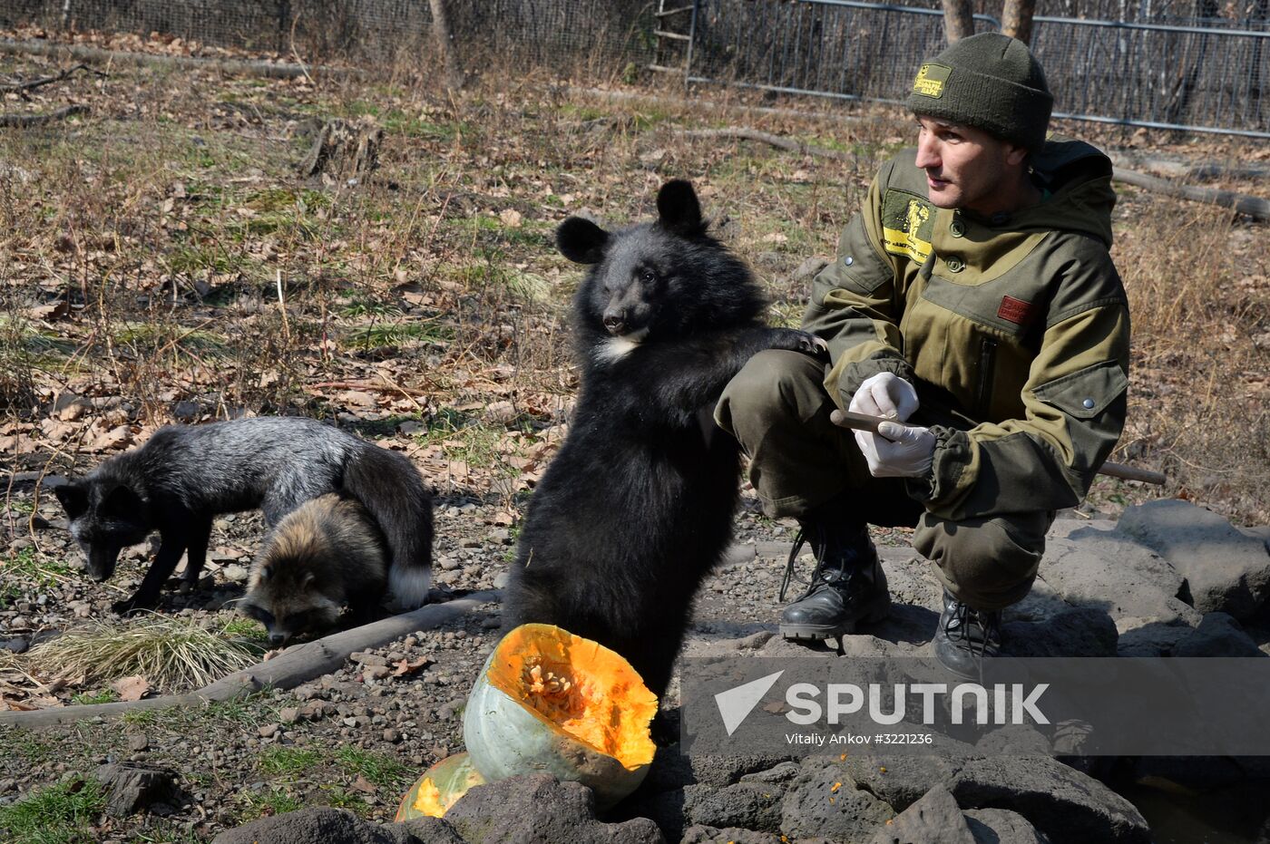 Asian black bears at Primorye Territory Safari Park