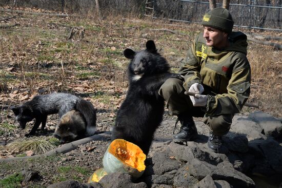 Asian black bears at Primorye Territory Safari Park