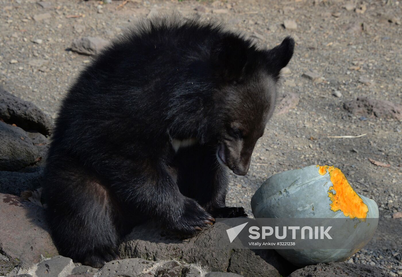 Asian black bears at Primorye Territory Safari Park
