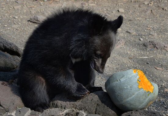 Asian black bears at Primorye Territory Safari Park