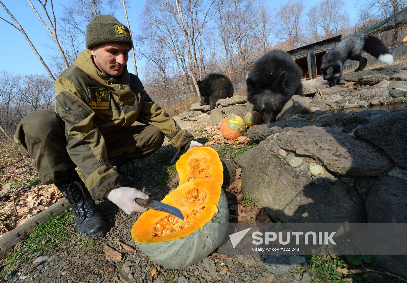 Asian black bears at Primorye Territory Safari Park