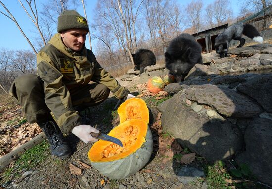 Asian black bears at Primorye Territory Safari Park