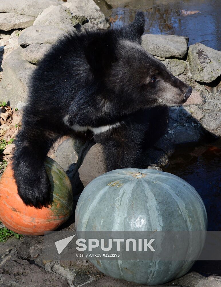 Asian black bears at Primorye Territory Safari Park