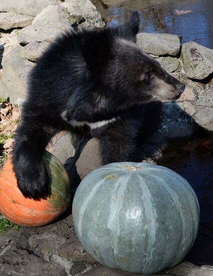 Asian black bears at Primorye Territory Safari Park