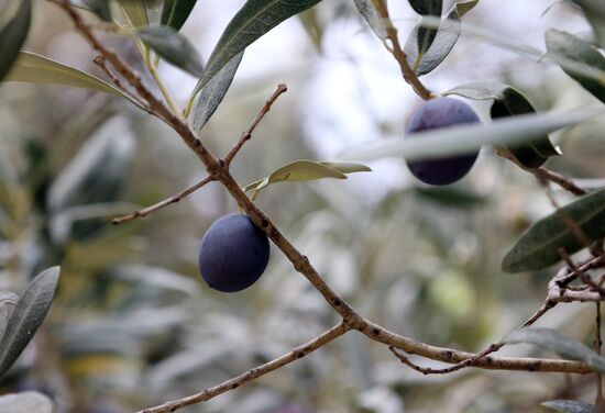 Artek Olives festival in Crimea