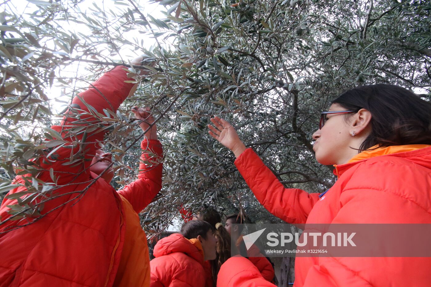 Artek Olives festival in Crimea