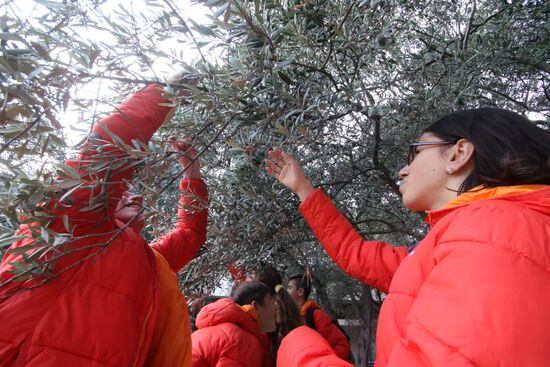 Artek Olives festival in Crimea